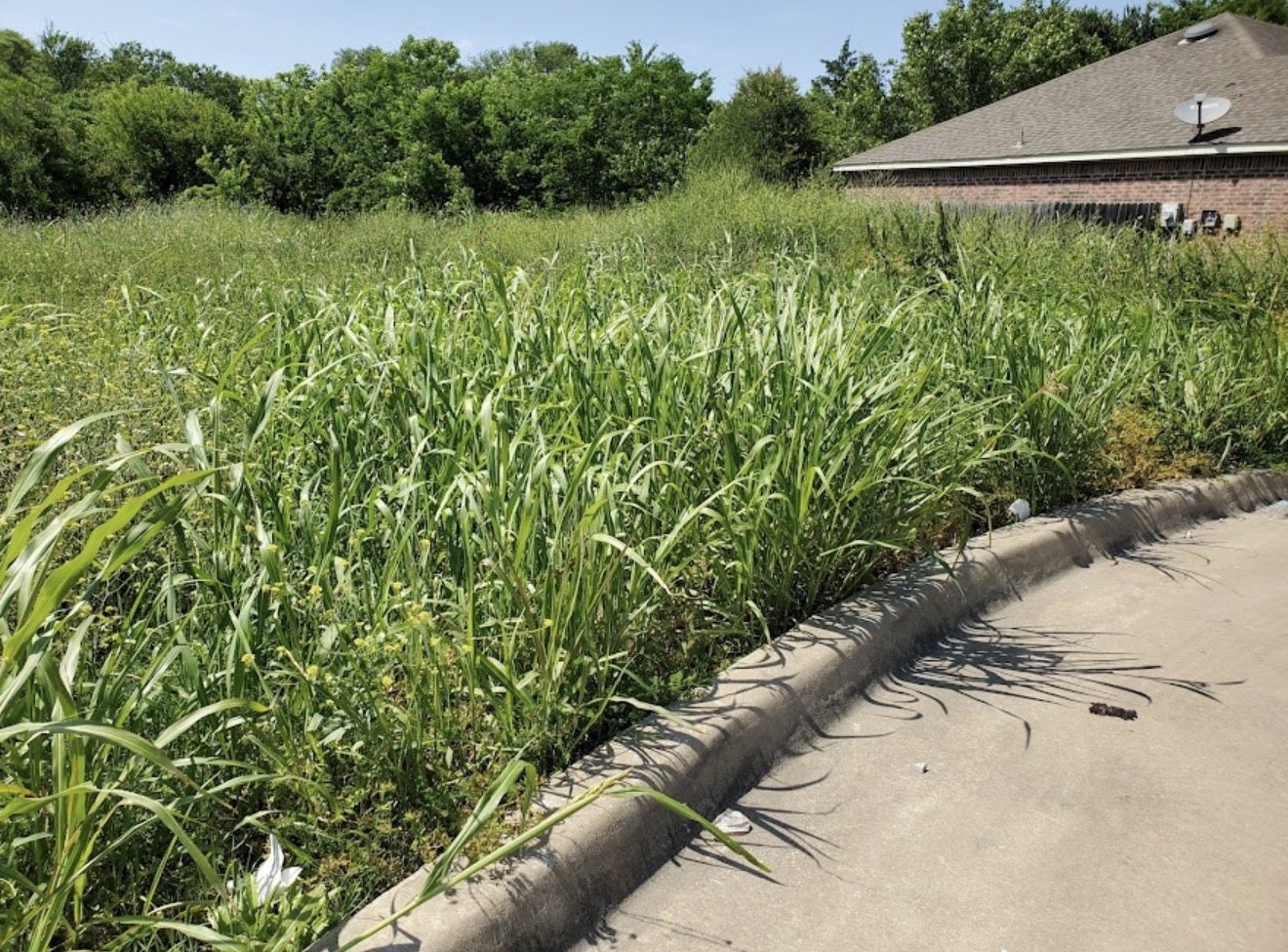 Overgrown lot before clearing